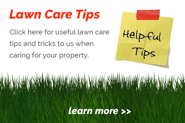 View lawn care tips and tricks