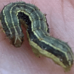 armyworm