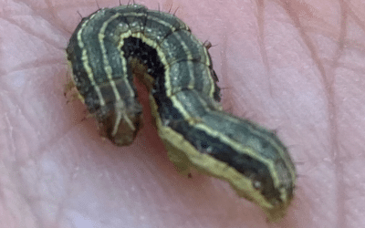 How to Get Rid of Armyworms in Your Georgia Lawn